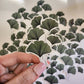 Ginkgo Leaf Watercolor Nature Sticker, Clear, 3 x 2.2in