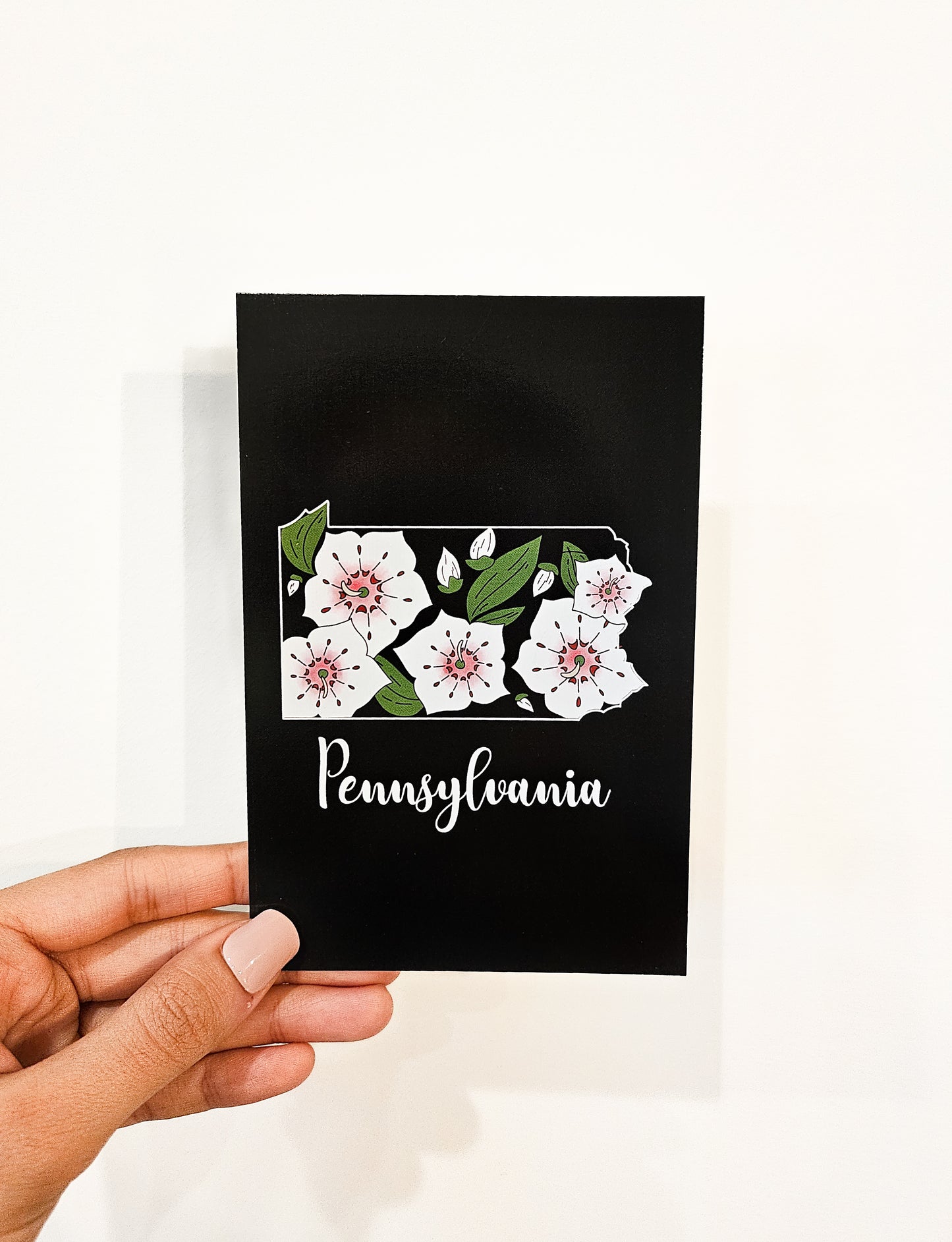 Pennsylvania State Flower Postcard